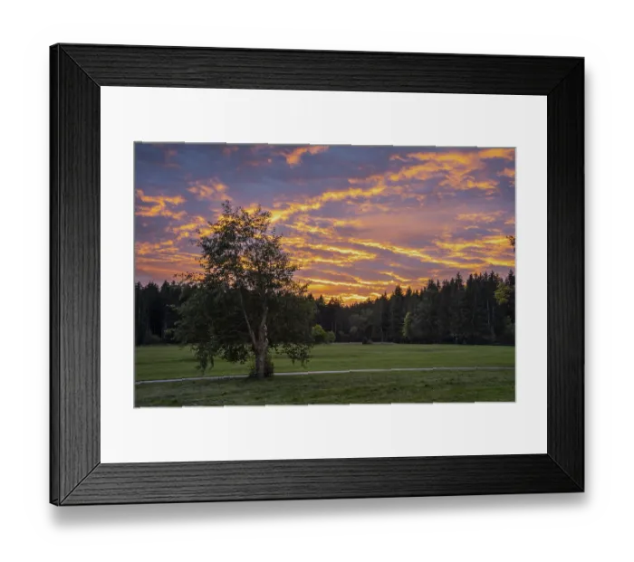 Framed Print : A tree, meadows and forest at sunset