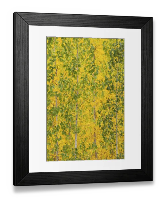 Framed Print : Yellow aspens (Populus tremula) in autumnal colours Framed Print : Yellow aspens (Populus tremula) in autumnal colours