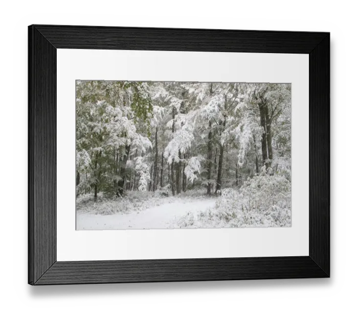 Framed Print : Early onset of winter, deciduous trees with autumn colours and snow