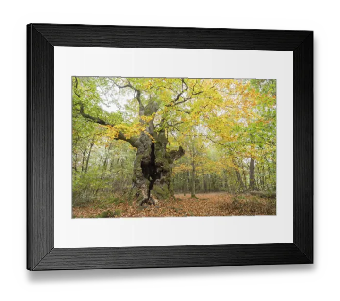 Framed Print : Old Common beech (Fagus sylvatica) Framed Print : Old Common beech (Fagus sylvatica)