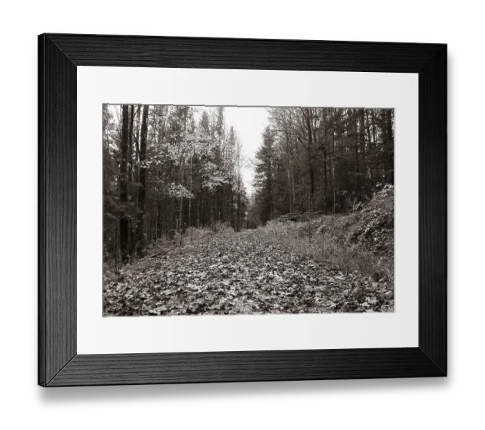 Framed Print : Sepia-coloured, forest road through mixed autumnal forest