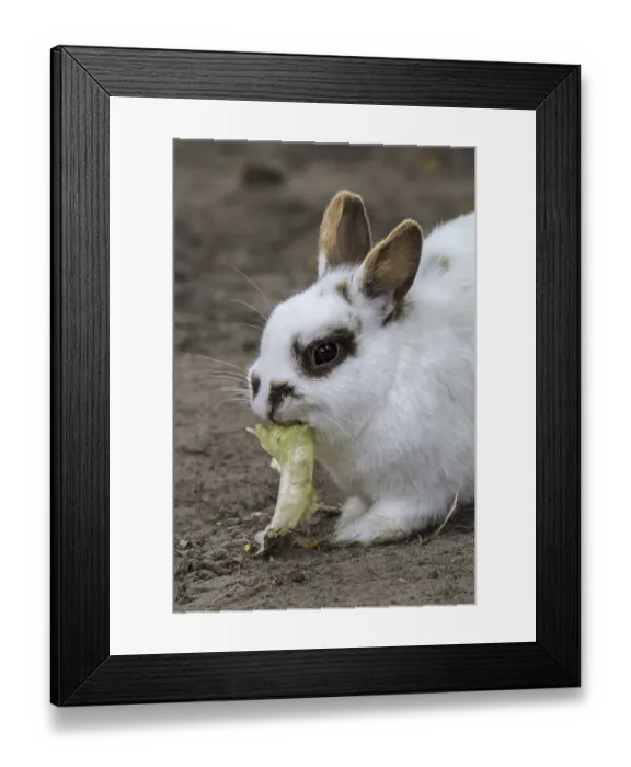 Framed Print : Close-up of white domestic dwarf rabbit Framed Print : Close-up of white domestic dwarf rabbit