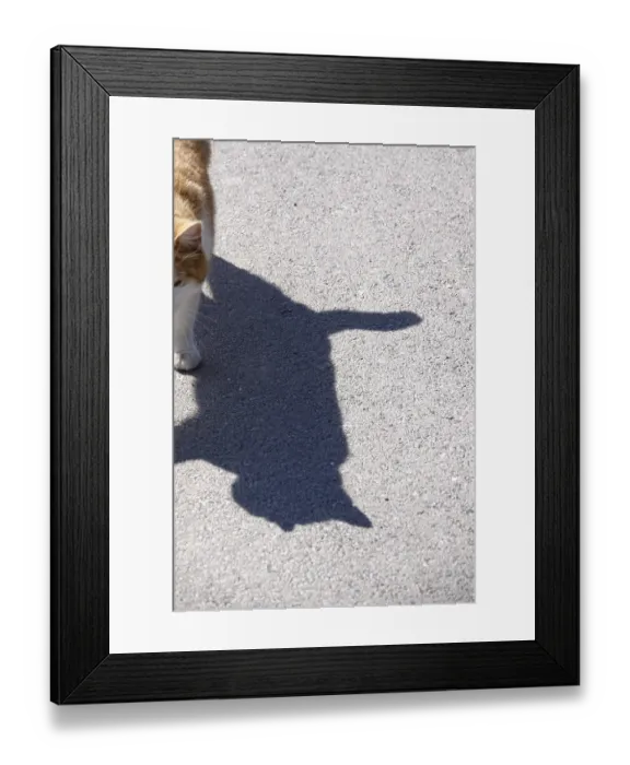 Framed Print : Shadow of a cat, Germany, Europe Framed Print : Shadow of a cat, Germany, Europe