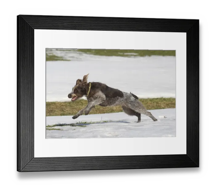 Framed Print : Hunting dog Bohemian Raubart, or Cesky Fousek
