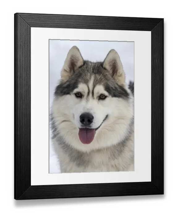 Framed Print : Husky, sled dog, portrait, Todtmoos Framed Print : Husky, sled dog, portrait, Todtmoos