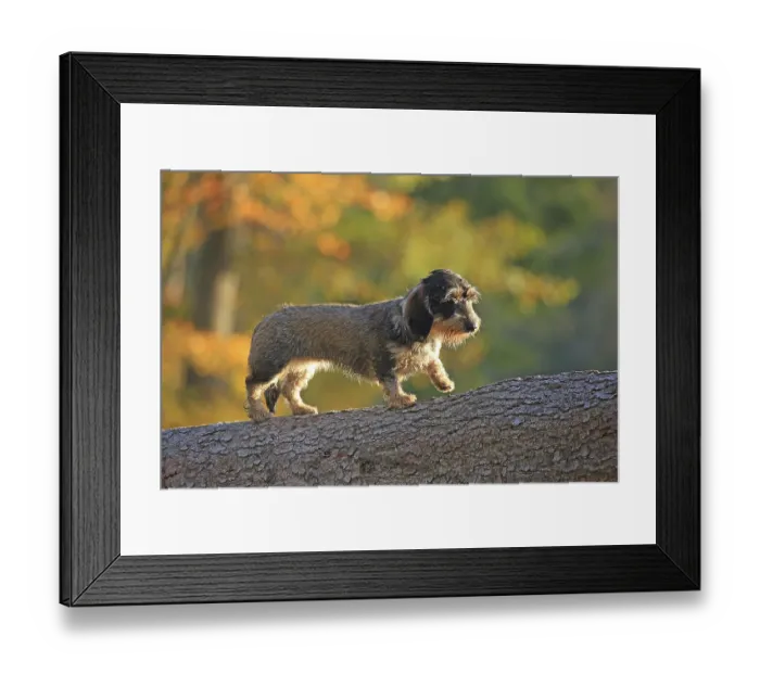 Framed Print : Rough-haired dachshund, Arnsberg