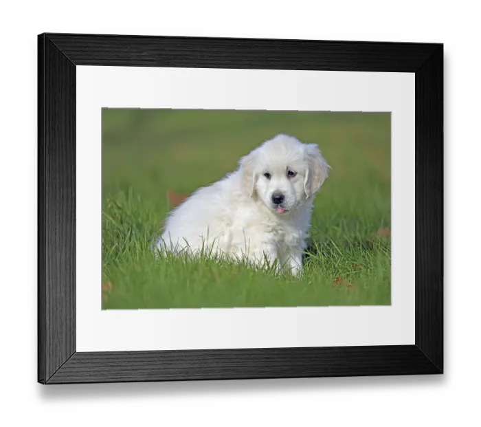 Framed Print : Golden Retriever, 8 weeks old, Froendenberg Framed Print : Golden Retriever, 8 weeks old, Froendenberg