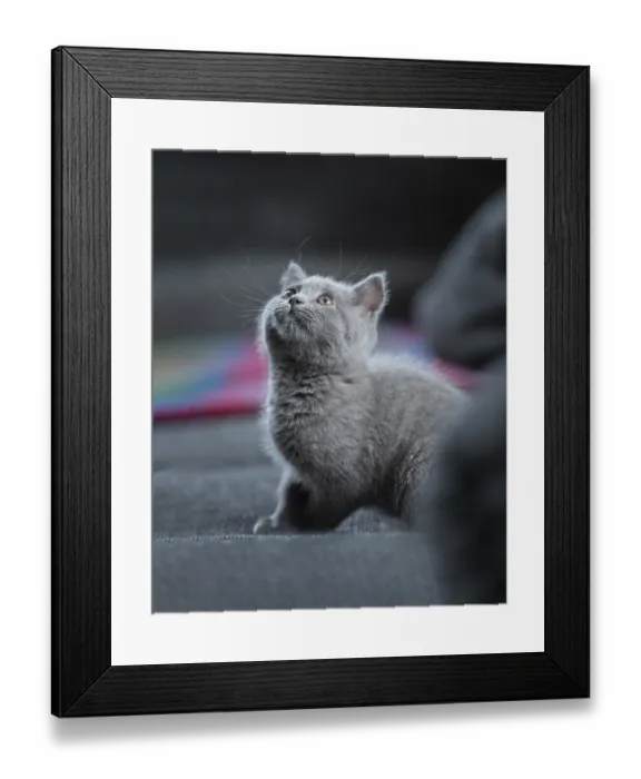 Framed Print : British Shorthair male, 11 weeks old