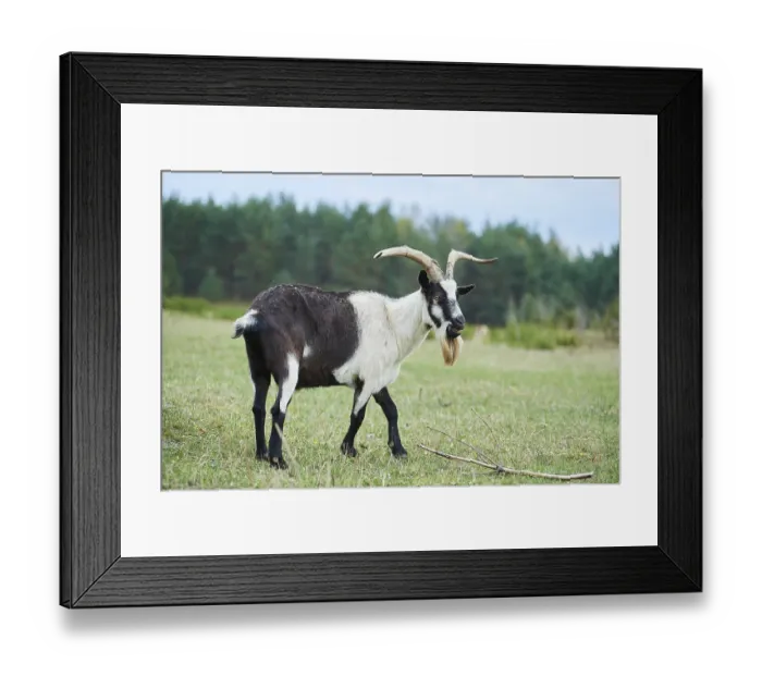 Framed Print : Pygmy goat (Capra hircus), Bavaria