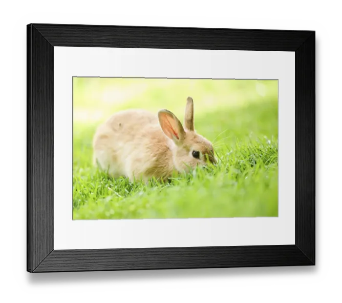 Framed Print : Domesticated rabbit (Oryctolagus cuniculus forma domestica) lying on a meadow Framed Print : Domesticated rabbit (Oryctolagus cuniculus forma domestica) lying on a meadow