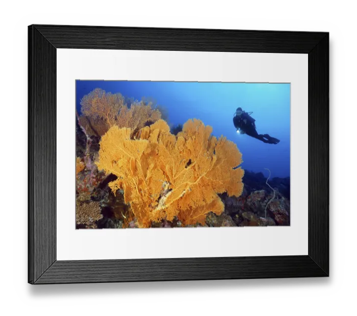Framed Print : Diver looking at Large Anella Gorgonian (Anella)