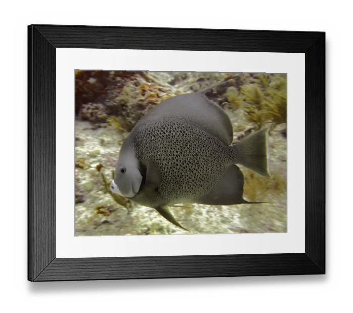 Framed Print : Gray angelfish (Pomacanthus arcuatus) Framed Print : Gray angelfish (Pomacanthus arcuatus)