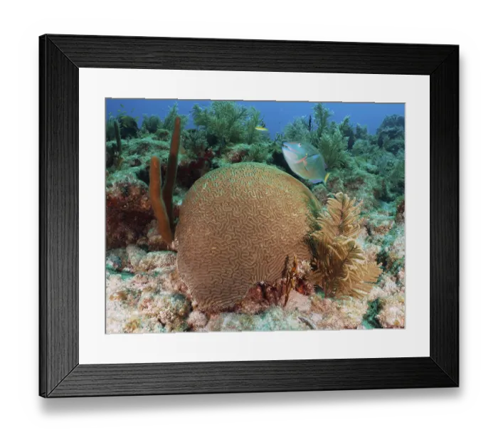Framed Print : A lively underwater scene with a prominent Brain coral (Diploria labyrinthiformis) Framed Print : A lively underwater scene with a prominent Brain coral (Diploria labyrinthiformis)