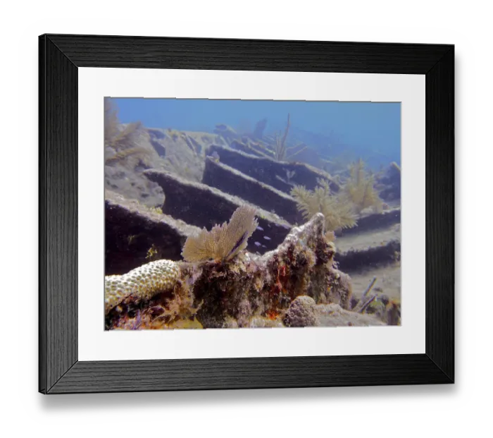 Framed Print : Wreck of the Benwood, overgrown with soft corals and hard corals