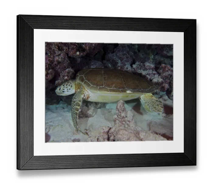 Framed Print : Hawksbill sea turtle (Eretmochelys imbricata imbricata) resting on the seabed at night next to corals and rocks