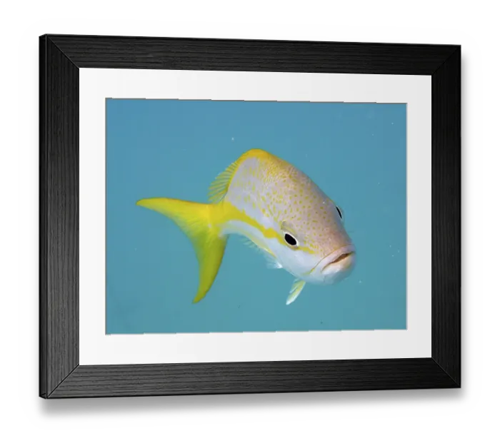 Framed Print : Yellowtail snapper (Ocyurus chrysurus) against a blue background swimming in the clear ocean Framed Print : Yellowtail snapper (Ocyurus chrysurus) against a blue background swimming in the clear ocean
