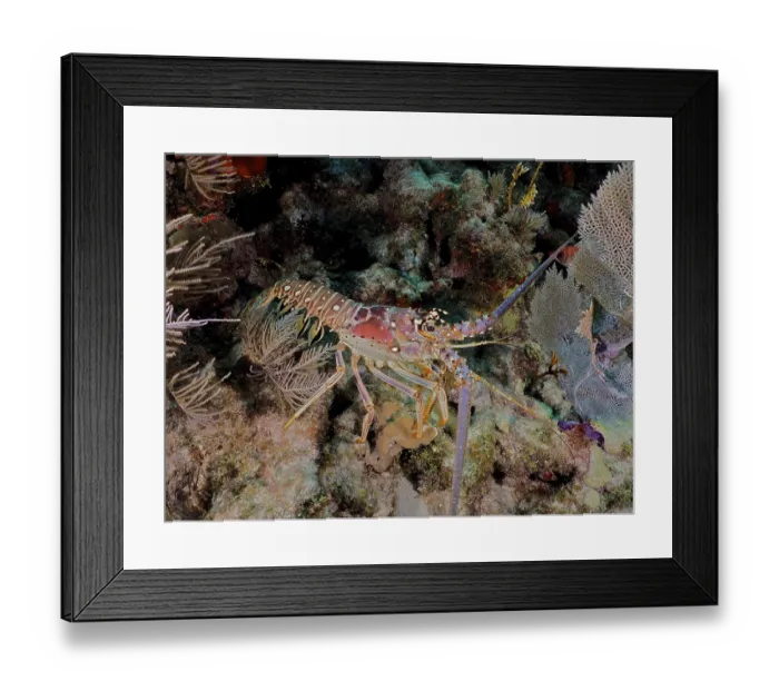 Framed Print : Colourful crayfish, Caribbean langoustine (Panulirus argus)