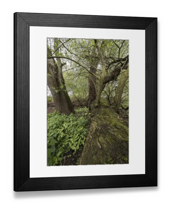 Framed Print : Old willows (Salix alba) in the quarry forest Framed Print : Old willows (Salix alba) in the quarry forest