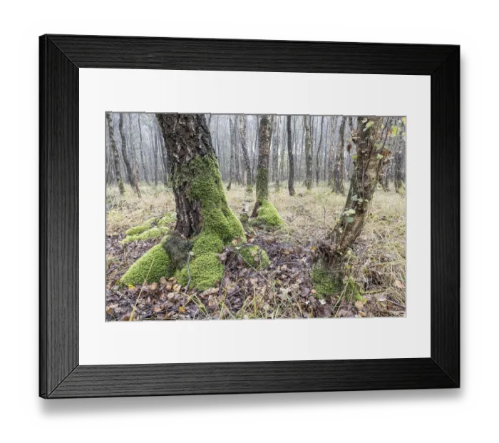 Framed Print : Fog in birch quarry forest (Betula pendula) Framed Print : Fog in birch quarry forest (Betula pendula)