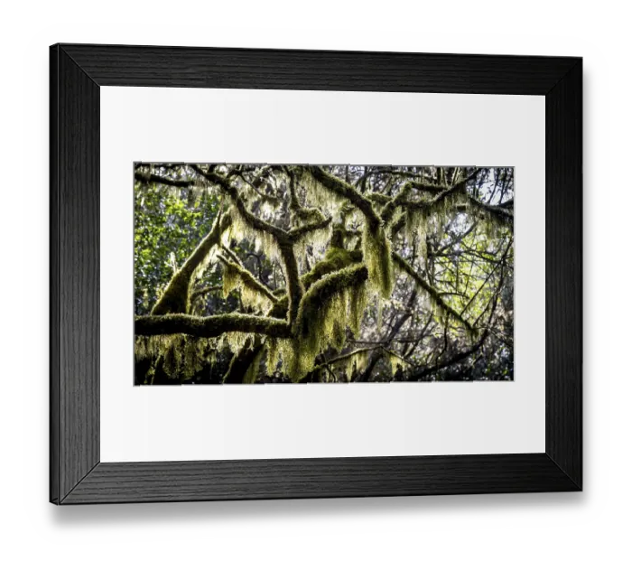 Framed Print : Laurel trees with mosses and lichens