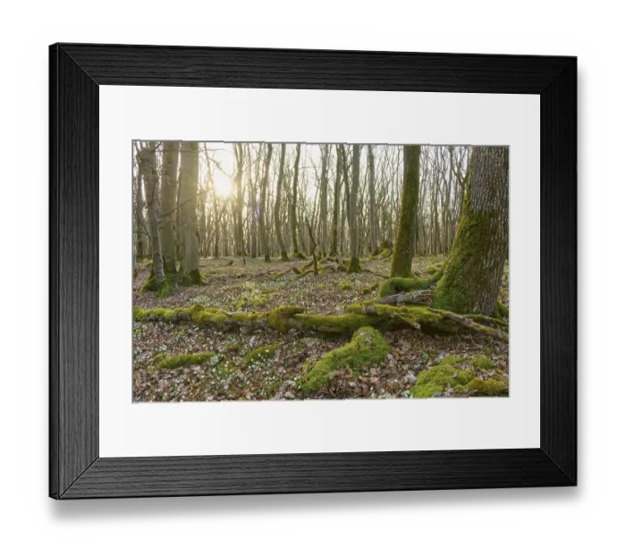 Framed Print : Moss-covered tree trunks in the forest at sunrise