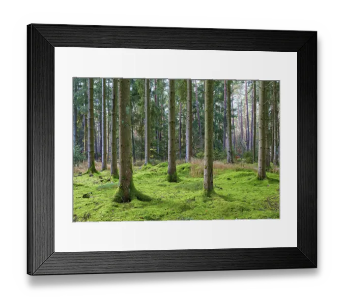 Framed Print : Green forest with moss-covered ground