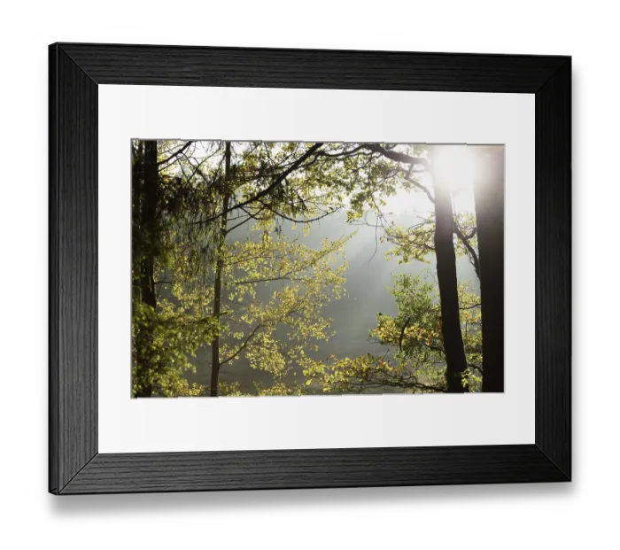 Framed Print : English oak, pedunculate oak or French oak (Quercus robur) leaves in a forest in autumn Framed Print : English oak, pedunculate oak or French oak (Quercus robur) leaves in a forest in autumn
