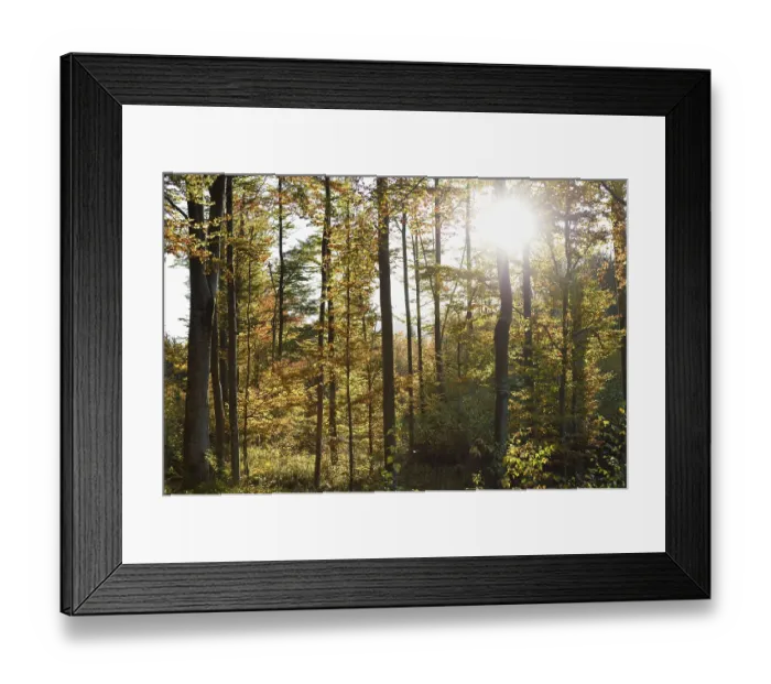 Framed Print : Landscape of a European beech or common beech (Fagus sylvatica) forest in autumn in the bavarian forest