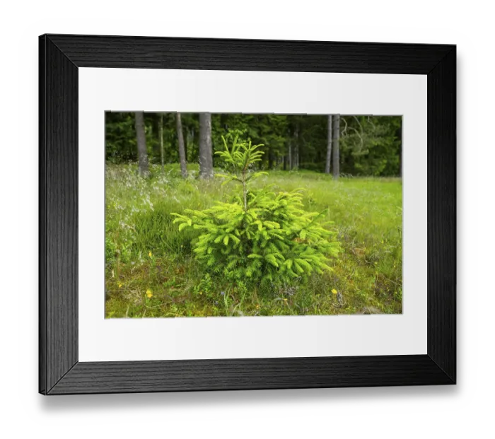 Framed Print : Norway spruce (Picea abies) tree growing in a forest Framed Print : Norway spruce (Picea abies) tree growing in a forest