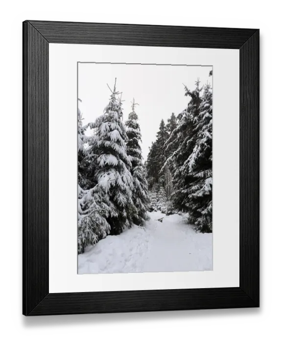 Framed Print : Snowy landscape, spruce forest