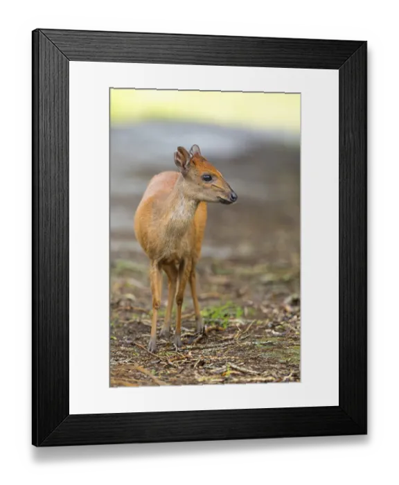 Framed Print : Red forest duiker (Cephalophus natalensis) antelope