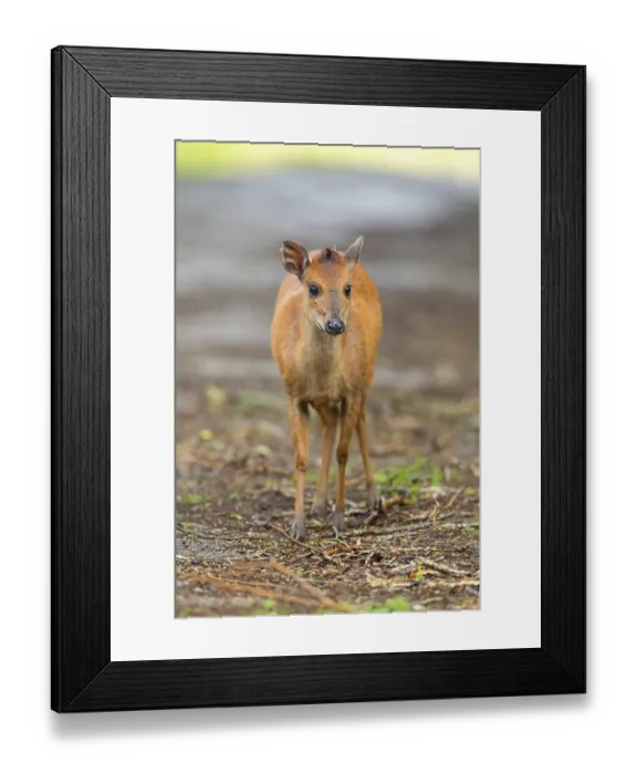 Framed Print : Red forest duiker (Cephalophus natalensis) antelope Framed Print : Red forest duiker (Cephalophus natalensis) antelope