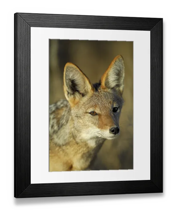 Framed Print : Black backed Jackal (Canis mesomelas), portrait