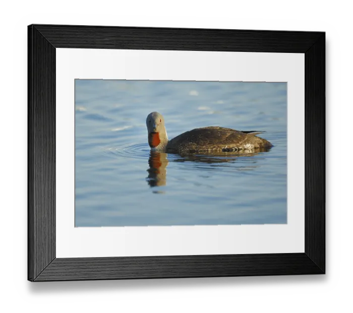 Framed Print : Red-throated Diver or Loon (Gavia stellata)