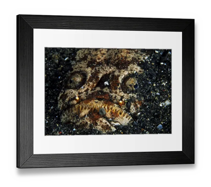 Framed Print : Marbled stargazer, (Uranoscopidea) Framed Print : Marbled stargazer, (Uranoscopidea)