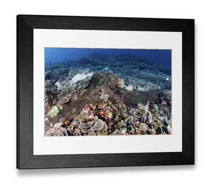 Framed Print : Orphaned, close-meshed fishing net destroys coral reef