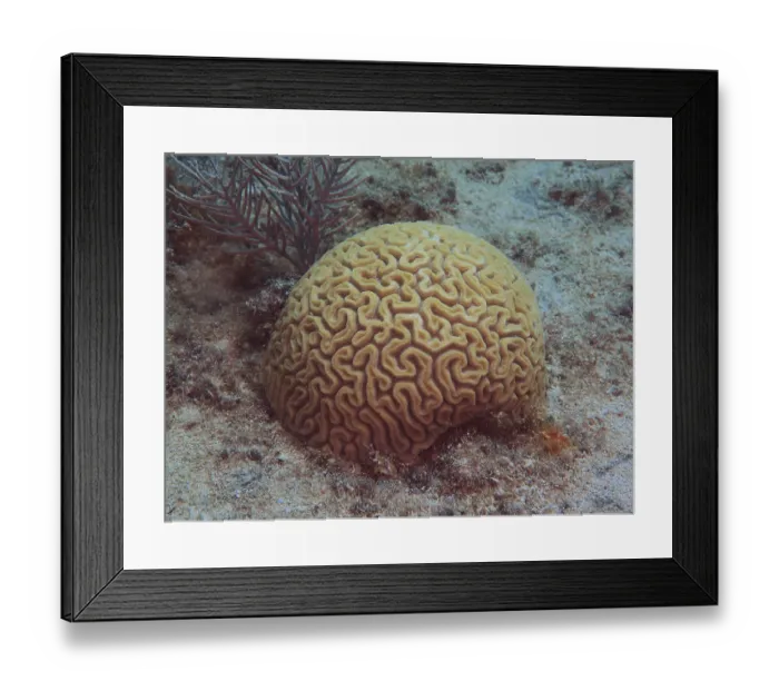 Framed Print : Brain coral (Diploria labyrinthiformis)