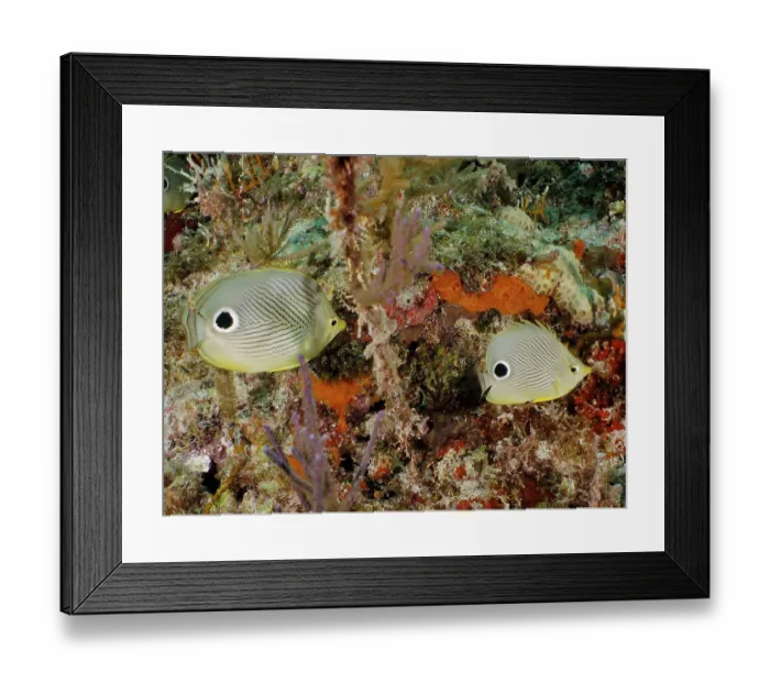 Framed Print : Close-up of a pair of Four-eye Butterflyfish (Chaetodon capistratus) on a tropical coral reef