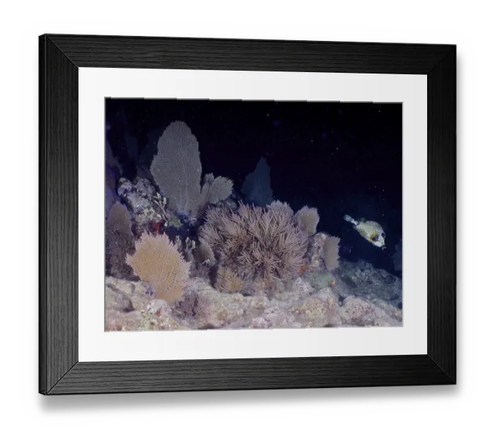 Framed Print : Night shot of various soft corals and Venus fans (Gorgonia ventalina) with a pearl boxfish (Lactophrys triqueter) Framed Print : Night shot of various soft corals and Venus fans (Gorgonia ventalina) with a pearl boxfish (Lactophrys triqueter)