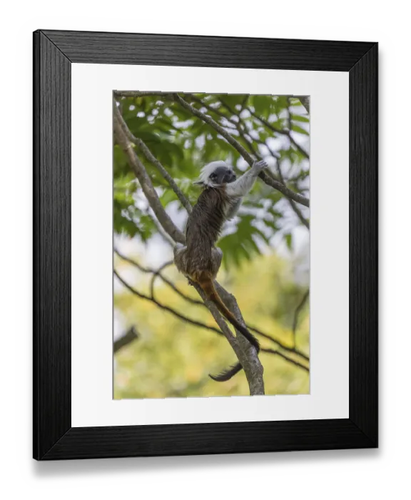 Framed Print : One cotton-top tamarin (Saguinus oedipus)is sitting in a tree