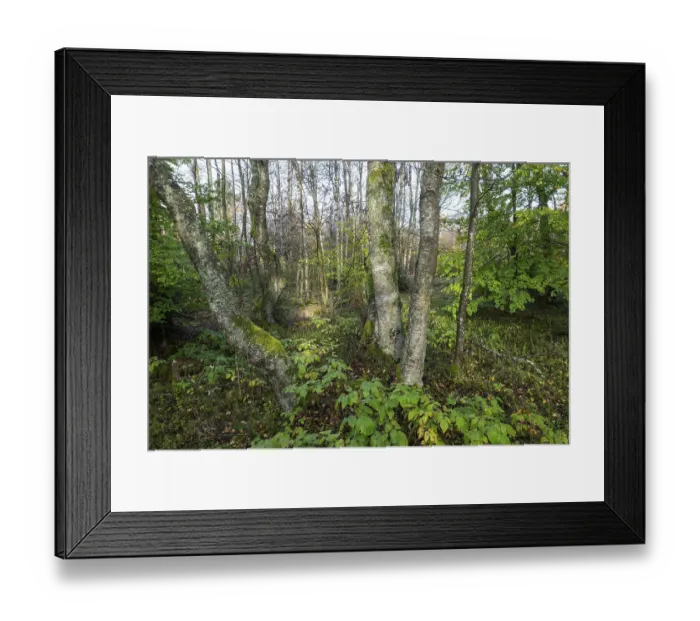 Framed Print : Bog birch forest (Betula pubescens)