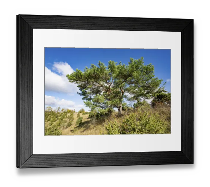 Framed Print : Common pine (Pinus sylvestris) Framed Print : Common pine (Pinus sylvestris)