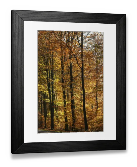 Framed Print : Colorful beech forest in autumn in Sankt Olof Framed Print : Colorful beech forest in autumn in Sankt Olof
