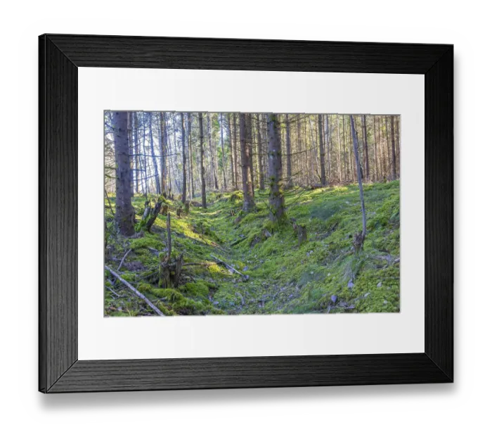 Framed Print : Old Hollow way on the ground in a spruce tree forest with green moss on the forest floor Sweden