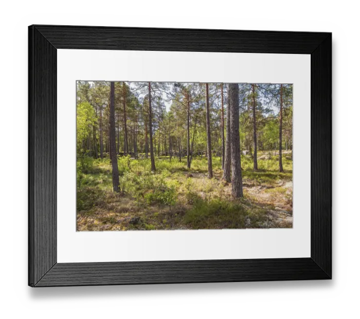 Framed Print : Tree trunks in a pine forest on a sunny summer day Framed Print : Tree trunks in a pine forest on a sunny summer day