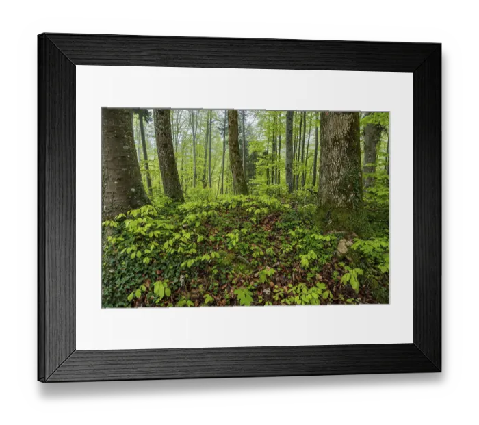 Framed Print : Trees, forest, light green leaves