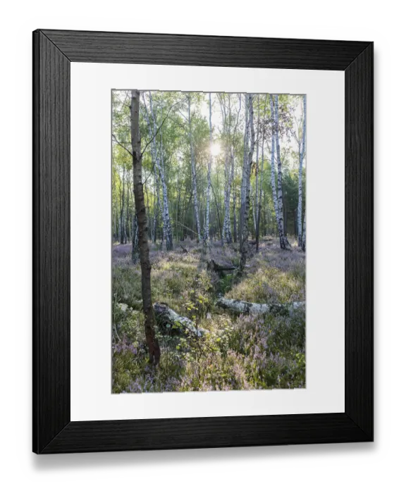 Framed Print : Forest with heather (Calluna vulgaris) in bloom in the Zochauer Heide in the Koenigsbruecker Heide nature reserve