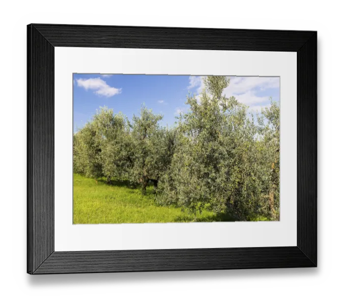 Framed Print : Olive tree (Olea europaea) in an olive grove