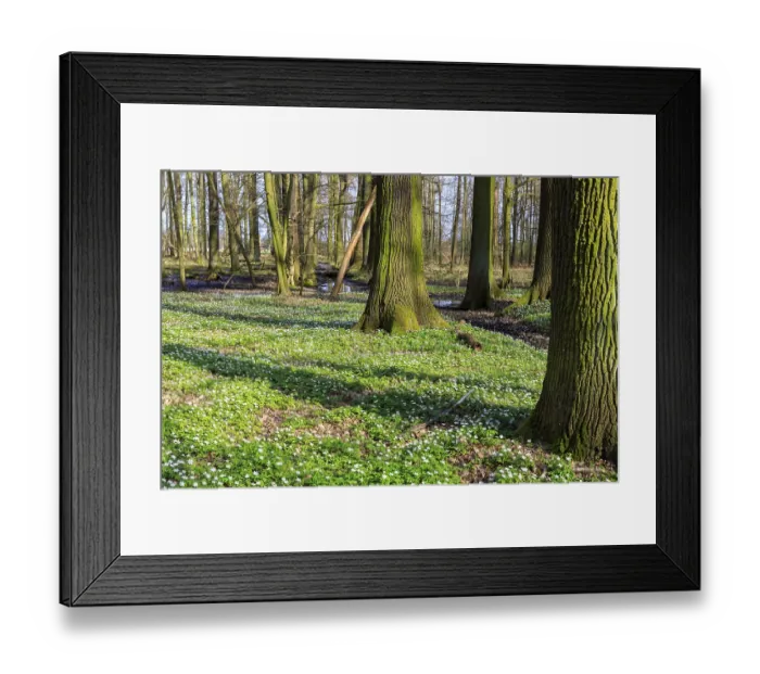 Framed Print : Wood anemone (Anemonoides nemorosa) in bloom in the Laskaer Auenwald