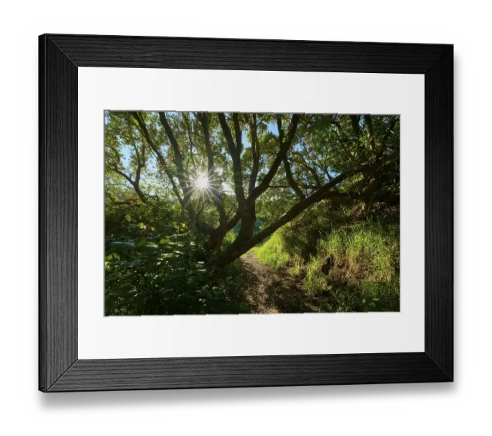 Framed Print : Footpath with sunbeams breaking through the dense canopy of a forest Framed Print : Footpath with sunbeams breaking through the dense canopy of a forest